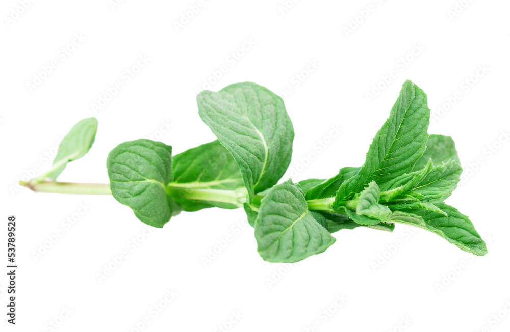 mint mint