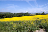 Airplanes lines in sky over rape-seed