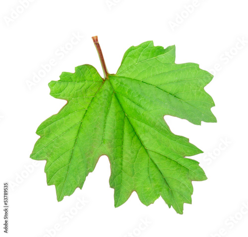 grape leaf