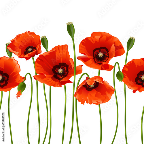 Red poppies in a row.