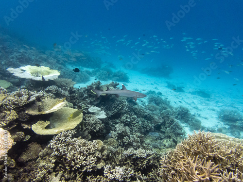 Fototapeta Naklejka Na Ścianę i Meble -  Shark and coral reef