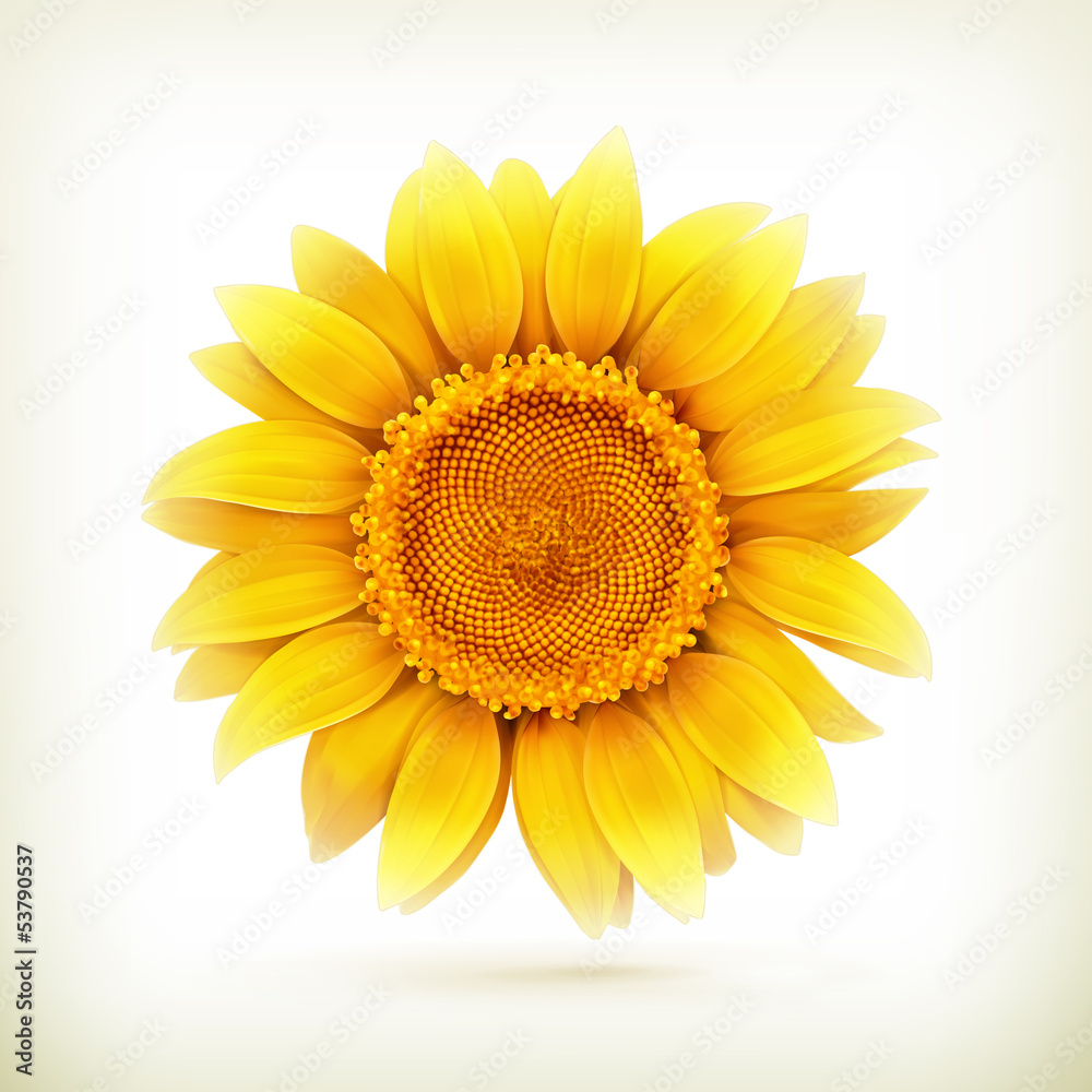 Fototapeta premium Sunflower, high quality vector illustration