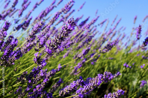 Common lavender