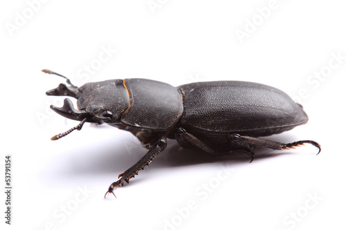 Lesser stag beetle (Dorcus parallelipipedus) on white