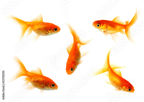 Valokuvatapetti goldfish collection