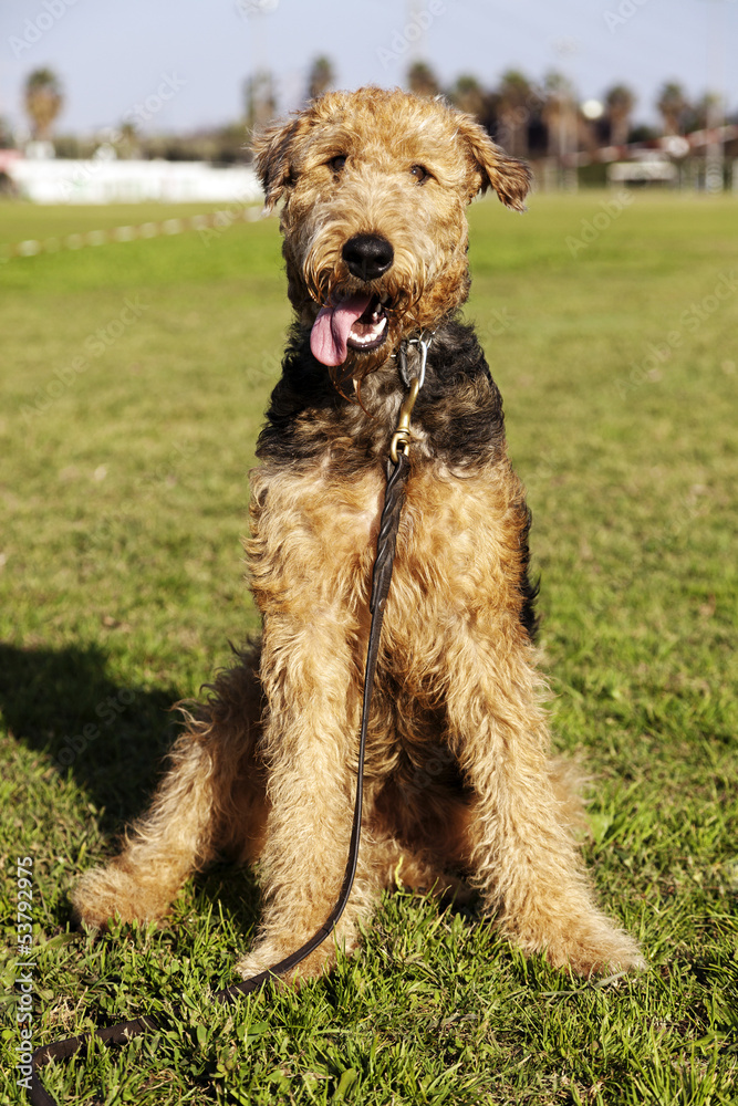 Airdale Terrier Dog Portrait at the Park