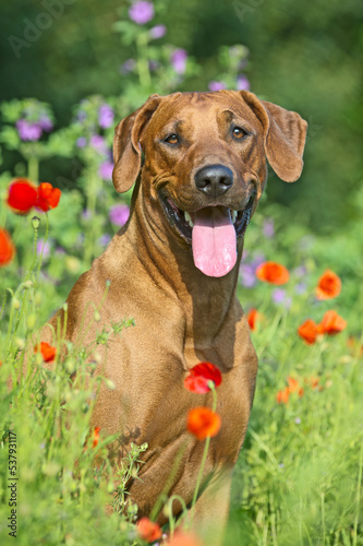 Rhodesian ridgeback puppy dog in a field of flowers