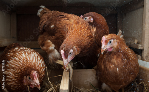 Hens in the chicken coop