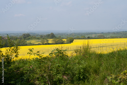 Yellow river of oilseed rape