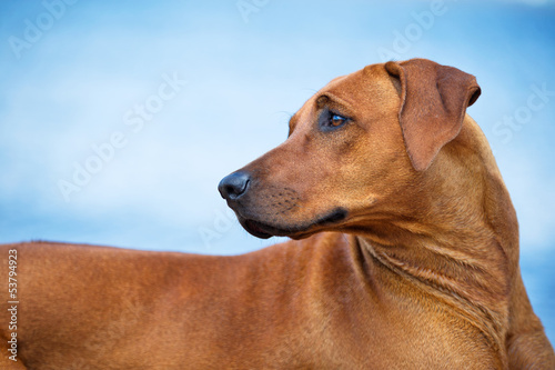 Dog resting on the beach