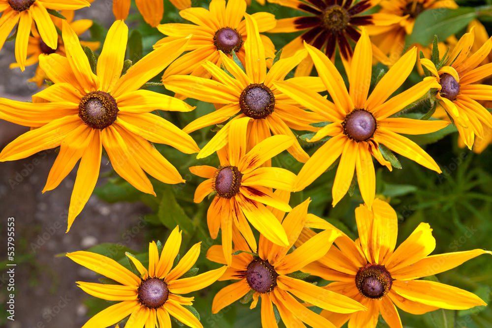 Rudbeckia hirta in the garden Rudbeckia hirta in the garden