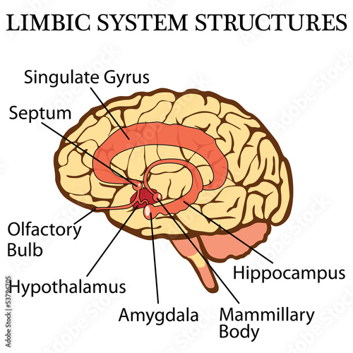 Brain's limbic system photo