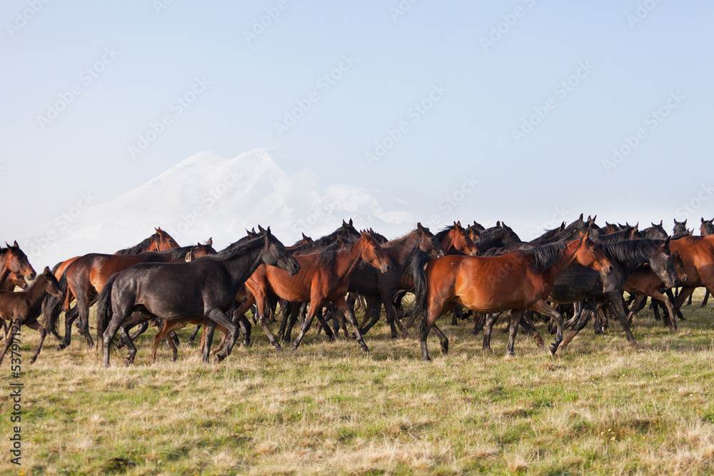 Fototapeta premium Herd of horses on a summer pasture. Elbrus, Caucasus