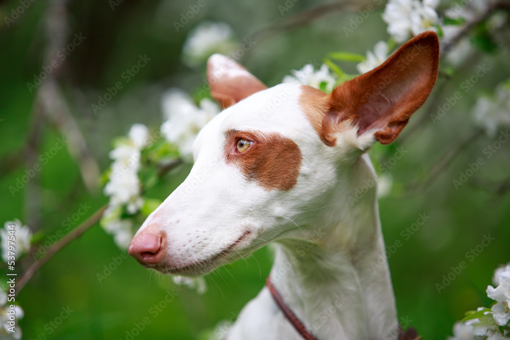 dog with apple-tree blossoms