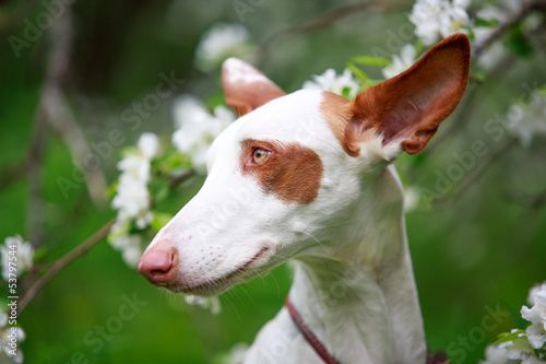 dog with apple-tree blossoms © DragoNika