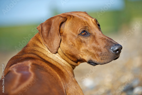 Beautiful dog sight portrait