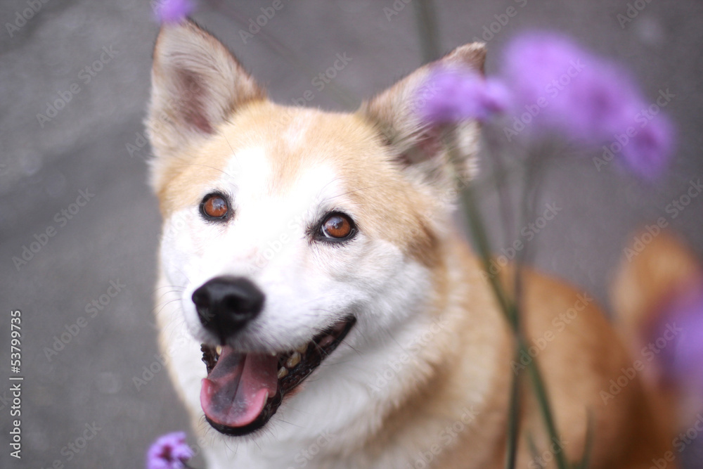 犬と紫の花