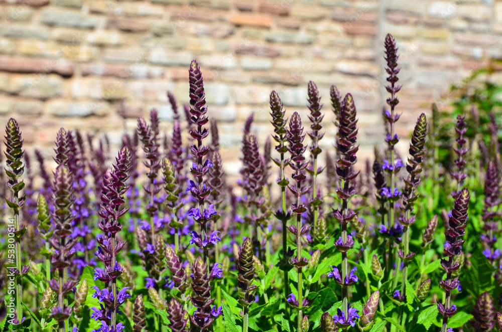 Fototapeta premium In the salvia bed