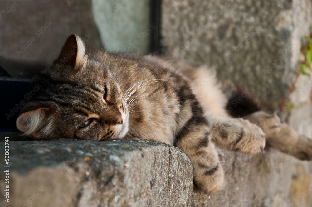 chat faisant la sieste sur le bord d'une fenètre chat faisant la sieste sur le bord d'une fenètre