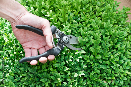 Main tenant un sécateur pour tailler un buisson de buis en boule dans un jardin, jardinage au printemps photo