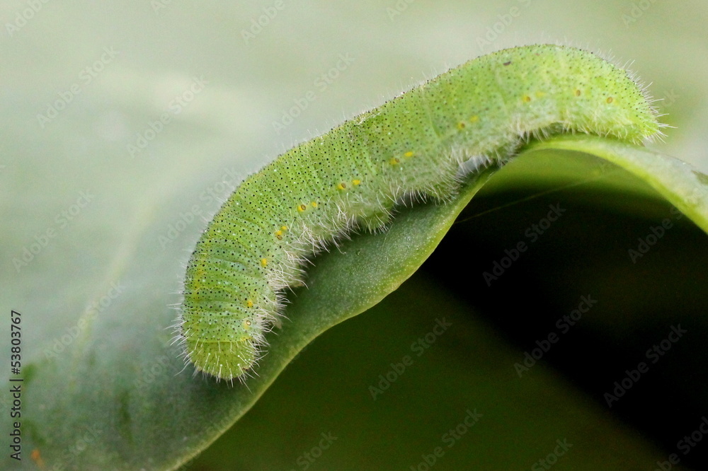 Obraz premium Cabbage White Caterpillar