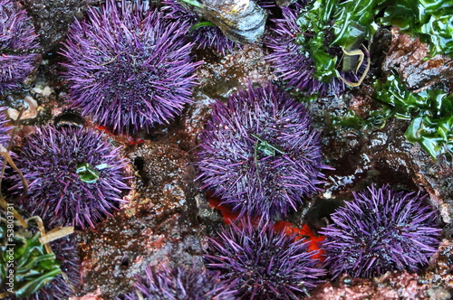 Purple Sea Urchins