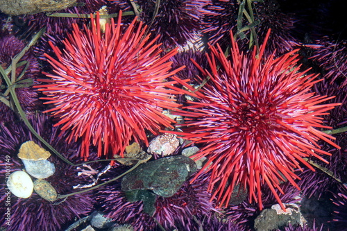 Red Sea Urchins © randimal
