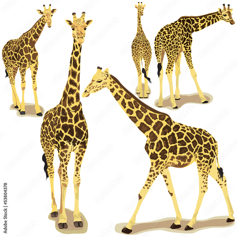 Obraz premium Giraffe collection