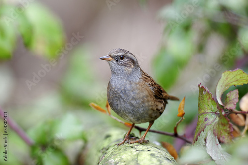 Dunnock or hedge sparrow