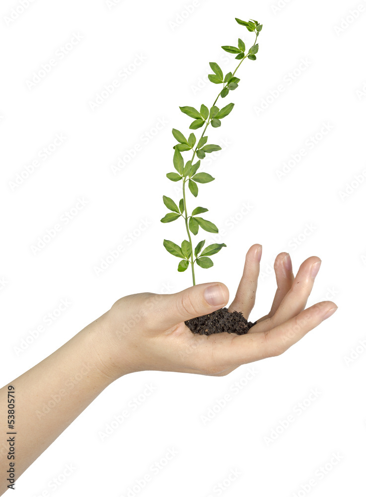 plant in hand