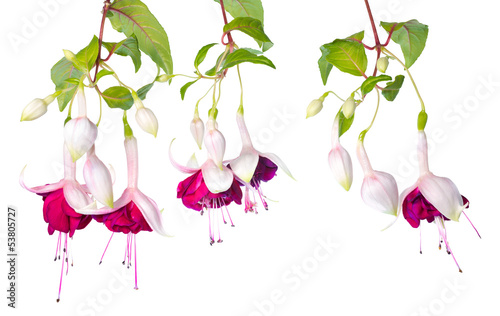 branches pink and white fuchsia with bud isolated on white backg photo