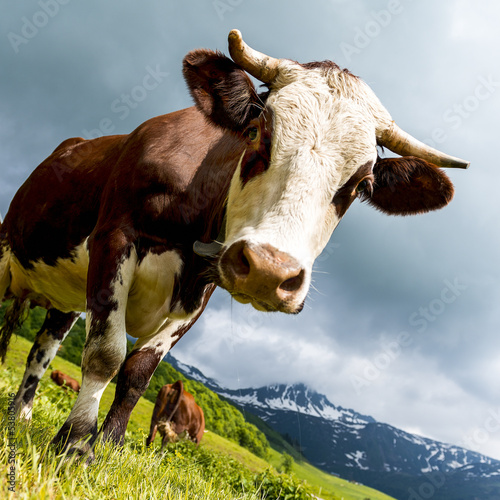 Alpine cow photo