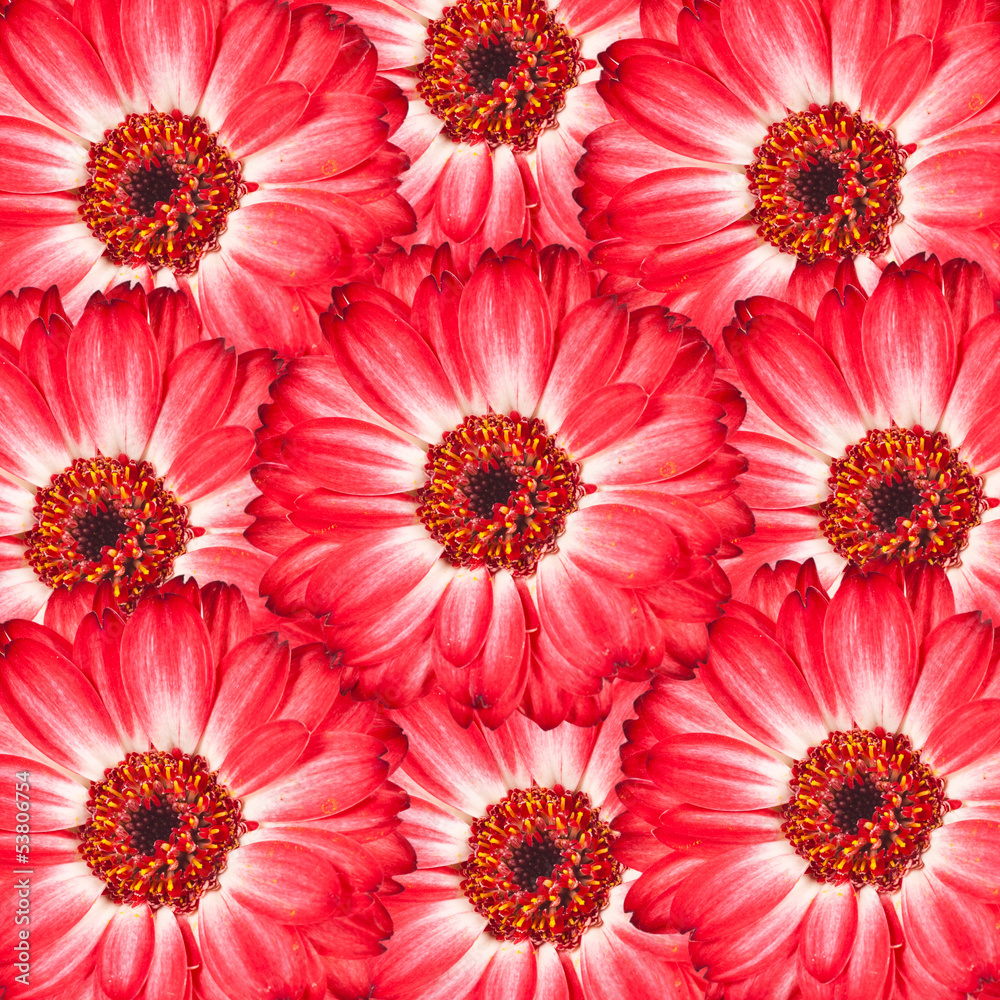 Fototapeta premium red flower background