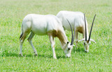 Scimitar horned oryx together