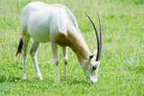 Scimitar horned oryx eating