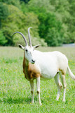 Scimitar horned oryx alone