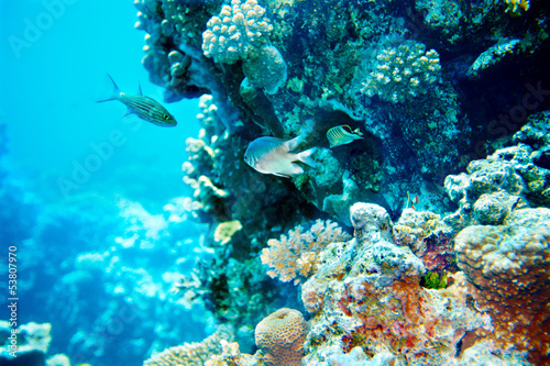 Group of coral fish  water. #53807970