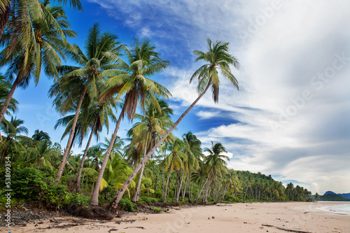 Beautiful beach with tropical palm