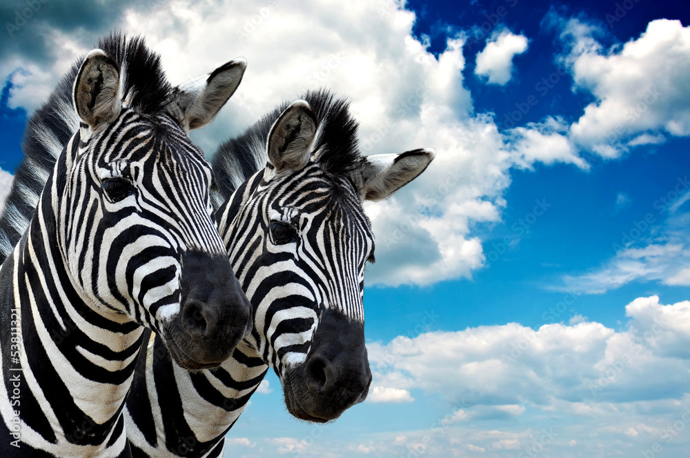 Zebra pair - obrazy, fototapety, plakaty 