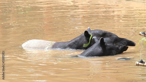 malayan tapir eating vegetable food in pond.