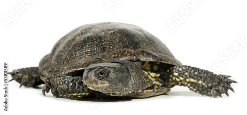 Turtle tortoise terrapin