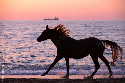 Horse running through water © dozornaya