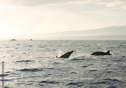 Dolphins in Pacific Ocean