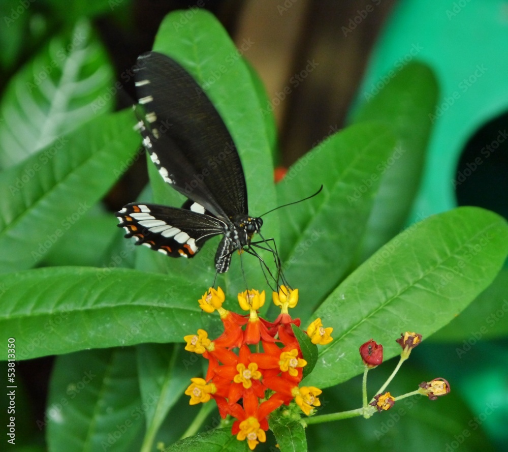 Obraz premium Schmetterling saugt an Blüte