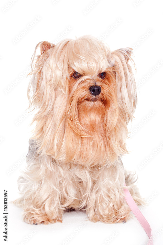 cute yorkshire terrier on a white background cute yorkshire terrier on a white background