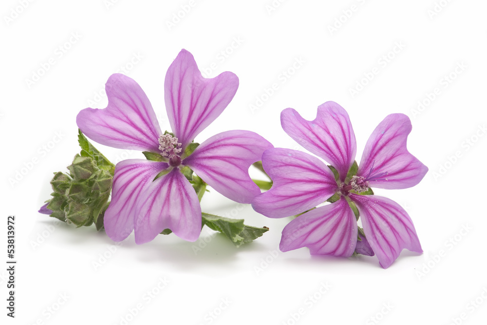 Obraz premium Mallow flower