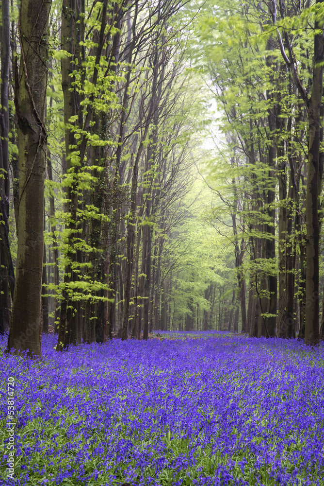 Obraz premium Vibrant bluebell carpet Spring forest landscape