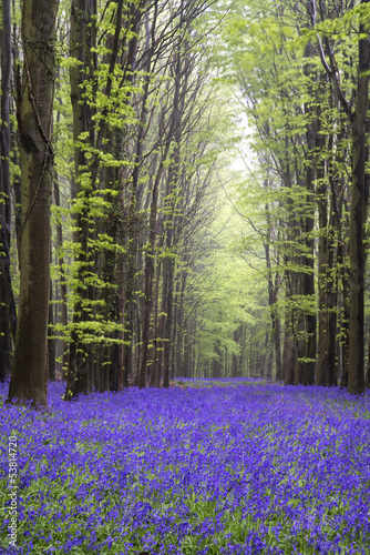 Vibrant bluebell carpet Spring forest landscape #53814720
