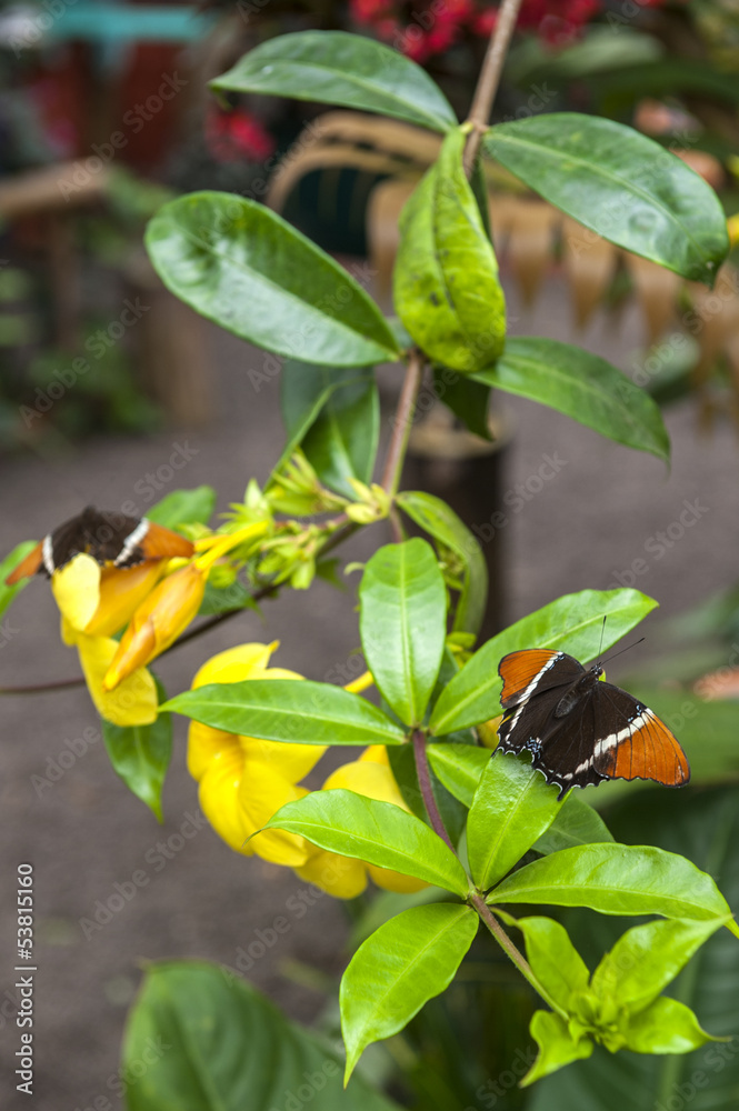 Butterflies in an ecological oasis Butterflies in an ecological oasis