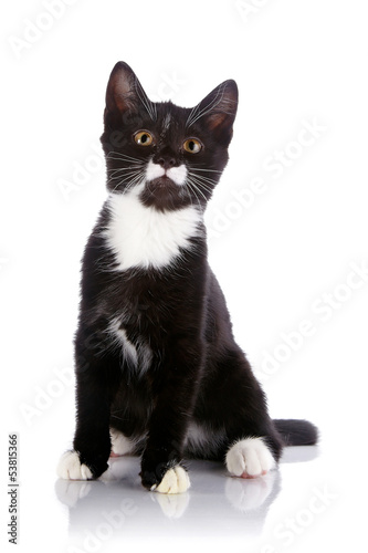 Black and white small kitten sits on a white background.